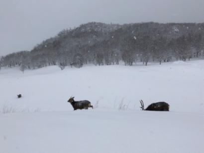 张雪峰将向郑州大学捐款300万，用于大一家庭贫困新生学费